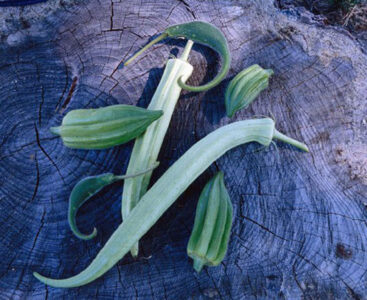 Heirloom Okra Plant Varieties Image